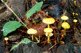 Tiny Yellow Mushrooms