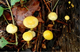Tiny Yellow Mushrooms