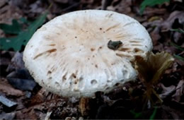 Small Toad Sitting on a Large White Mushroom