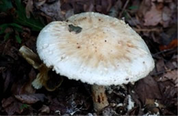 Small Toad Sitting on a Large White Mushroom