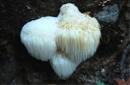 Hericium americanum - Toothed Mushroom