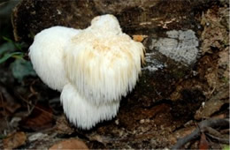 Toothed Mushroom