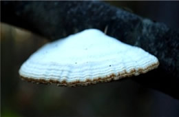 Polypore Mushroom