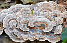 Trametes versicolor - Turkey Tail Mushroom
