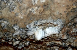 Mammoth Cave Gypsum Formations