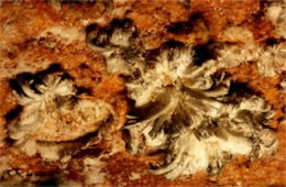 Mammoth Cave Formations - Gypsum Flowers