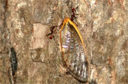 Ants with Cicada Wing