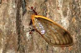 Ants with Cicada Wing