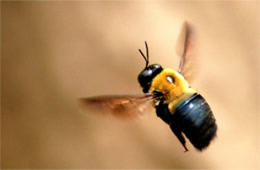Xylocopa virginica - Eastern Carpenter Bee
