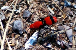 Dasymutilla occidentalis - Cow Killer (Velvet Ant)