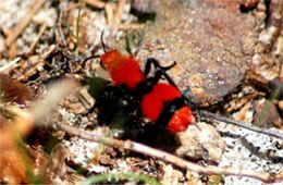 Dasymutilla occidentalis - Cow Killer (Velvet Ant)