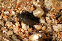 Hydrochara lineata - Water Scavenger Beetle