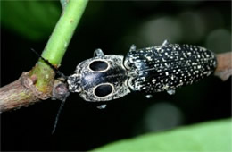Alaus oculatus - Eyed Click Beetle