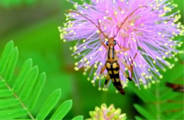 Strangalia famelica - Flower Longhorn Beetle