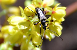 Flower Longhorn Beetle