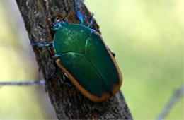 Cotinis mutabilis - Green Fuit Beetle