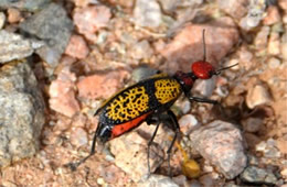Tegrodera aloga - Iron Cross Blister Beetle