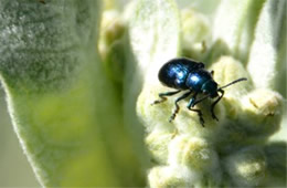 Chrysochus cobaltinus - Cobalt Milkweed Beetle