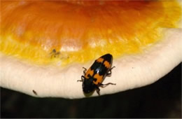 Megalodacne heros - Pleasing Fungus Beetle