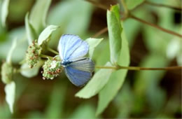 Celastrina ladon - Spring Azure Butterfly