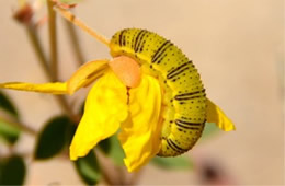 Phoebis sennae - Cloudless Sulphur Caterpillar