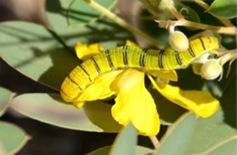 Phoebis sennae - Cloudless Sulphur Caterpillar