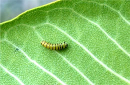 Danaus plexippus - Early Instar Monarch Caterpillar