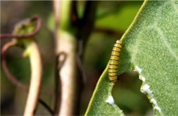 Danaus plexippus - Early Instar Monarch Caterpillar