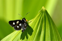 Alypia octomaculata - Eight-spotted Forester Moth