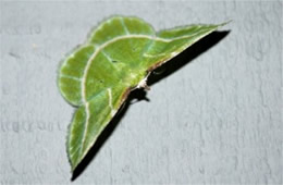 Dichorda iridaria - Showy Emerald Moth