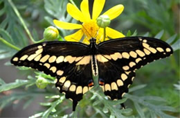 Papilio cresphontes - Giant Swallowtail Adult