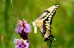 Papilio cresphontes - Giant Swallowtail