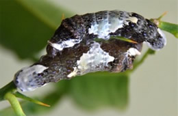 Papilio cresphontes - Giant Swallowtail Caterpillar