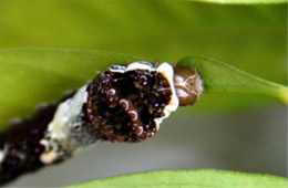Papilio cresphontes - Giant Swallowtail Caterpillar