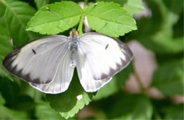 Ascia monuste - Great Southern White