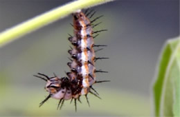 Agraulis vanillae - Gulf Fritillary Caterpillar