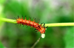 Agraulis vanillae - Gulf Fritillary Caterpillar