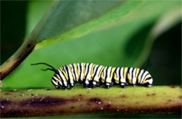 Danaus plexippus - Monarch Caterpillar