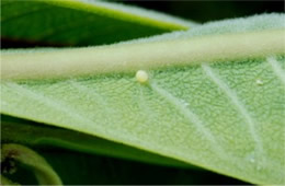 Danaus plexippus - Monarch Egg