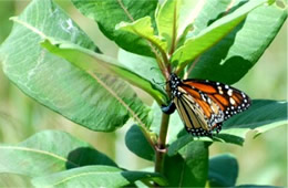 Danaus plexippus - Monarch Butterfly Ovipositing