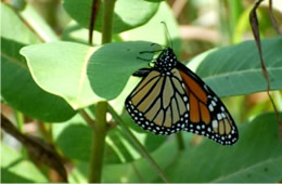 Danaus plexippus - Monarch Butterfly Ovipositing