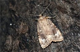 Noctuidae - Owlet Moth