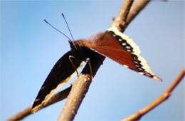 Nymphalis antiopa - Mourning Cloak Butterfly