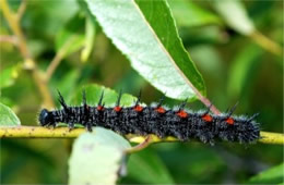Nymphalis antiopa - Mourning Cloak Caterpillar