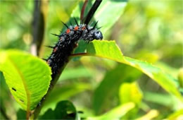 Nymphalis antiopa - Mourning Cloak Caterpillar
