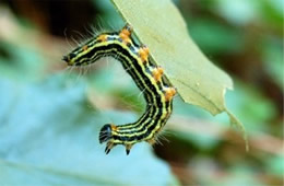 Anisota peigleri - Oakworm Moth