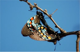 Battus philenor - Pipevine Swallowtails Mating