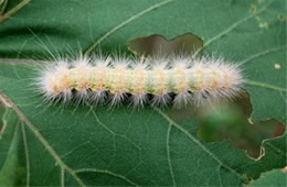Estigmene acrea - Salt Marsh Moth Caterpillar