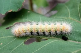 Estigmene acrea - Salt Marsh Moth Caterpillar