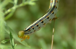 Hyles lineata - White-lined Sphinx Moth Caterpillar